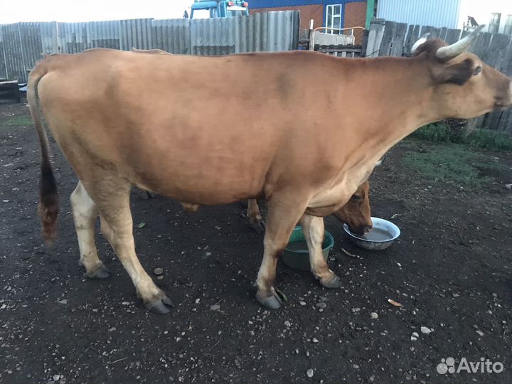 Бык на мясо