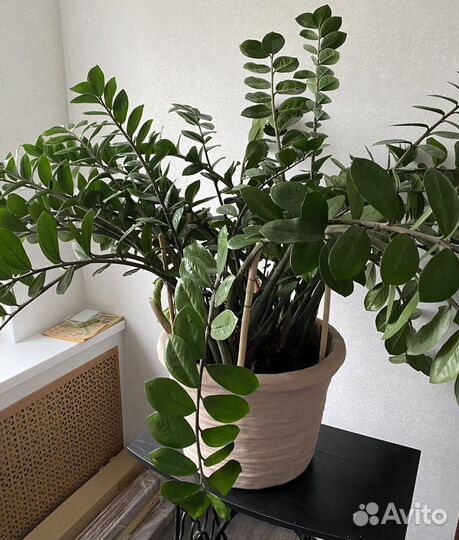 Замиокулькас