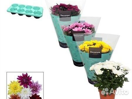 Хризантема сортовая микс 13 28