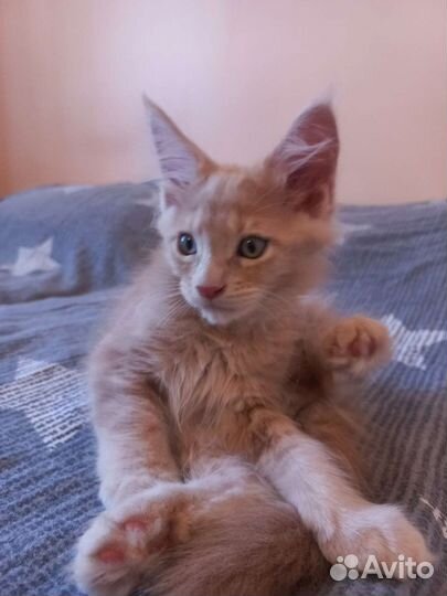 Котята мейн-кун