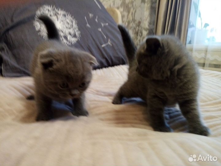 Плюшевые котята