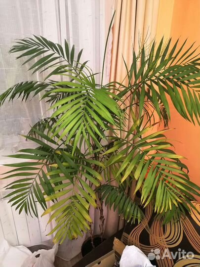 Комнатные растения: Фикус,драцена,пальма хамедорея