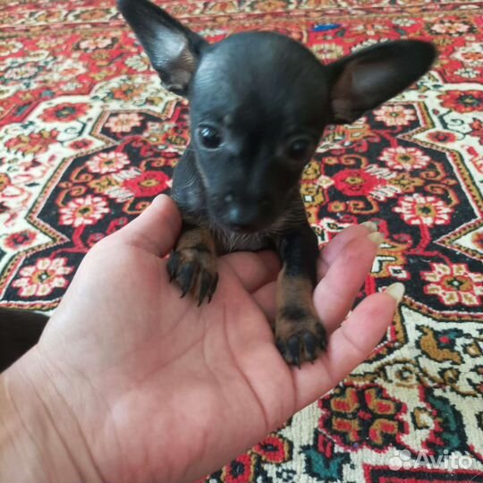 Той-терьер щенки