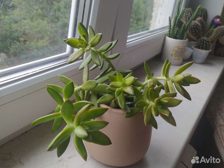 Кактусы и суккуленты