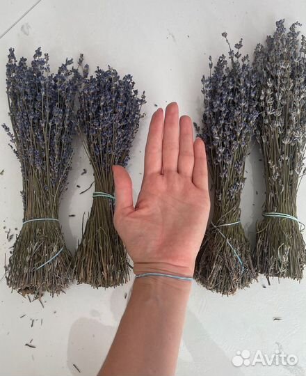 Лаванда сухоцвет