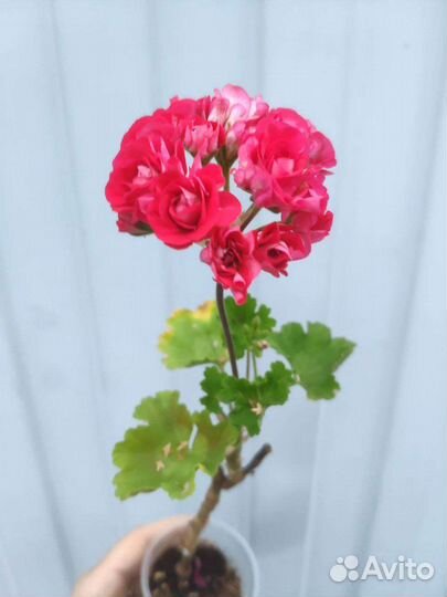 Пеларгонии. Много. Часть 4