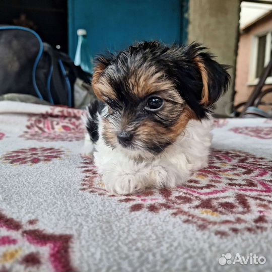 Йоркширский терьер бивер