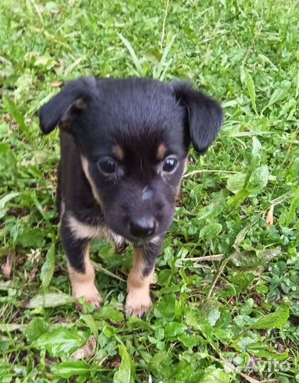 Собака в добрые руки отдам бесплатно