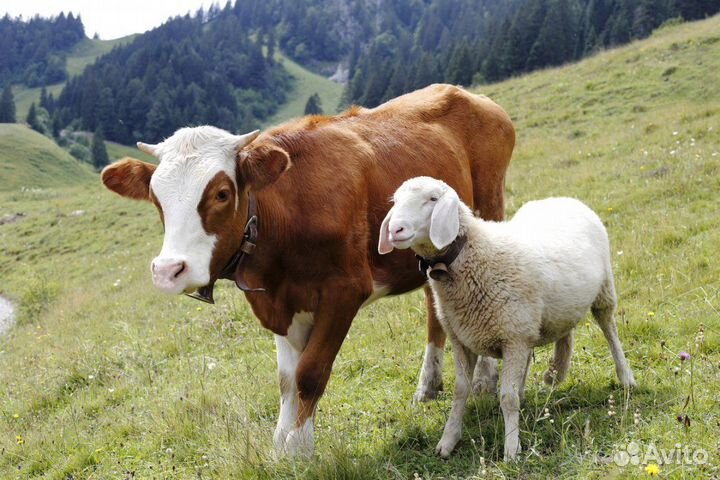 Крс, баранина, конина