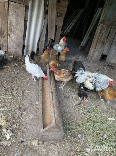 Породистые цыплята, куры, петухи