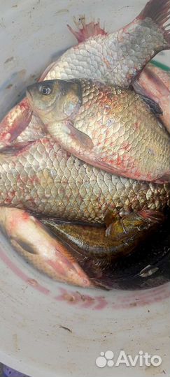 Продам карася