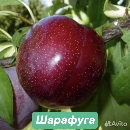 Саженцы шарафуги