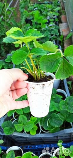 Саженцы ремонтантной клубники