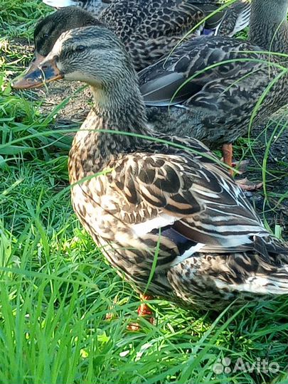 Подсадные утки