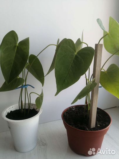 Антуриум триллион ред