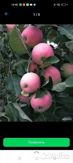 Яблоки свежие