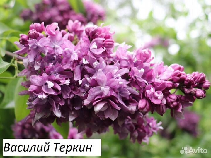 Саженцы сирени 2года