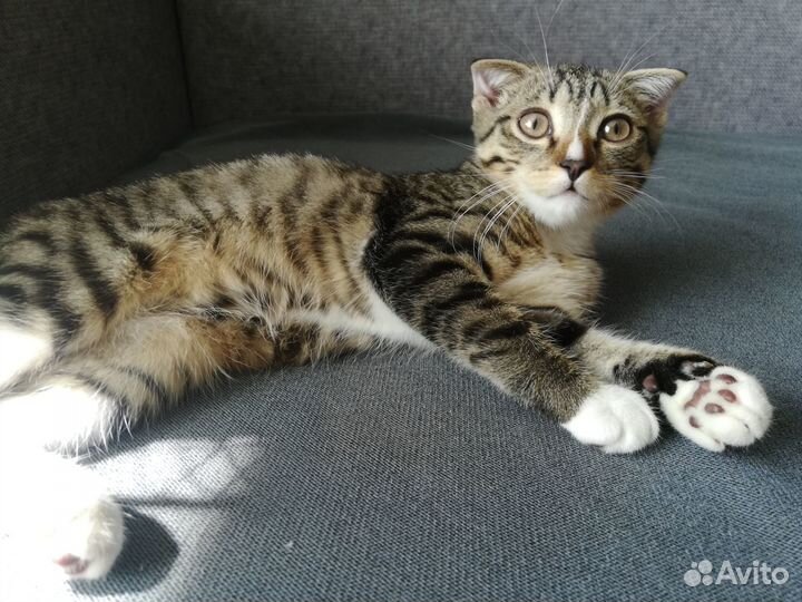 Отдам котика