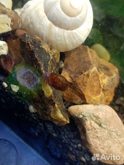 Улитки катушки