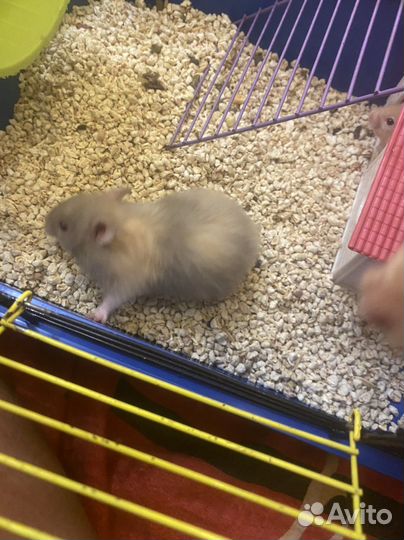 Сатиновые хомяки