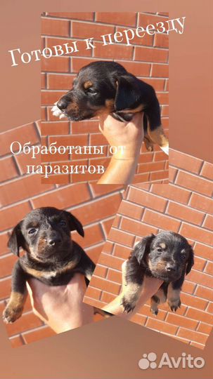 Щенки ягдтерьера