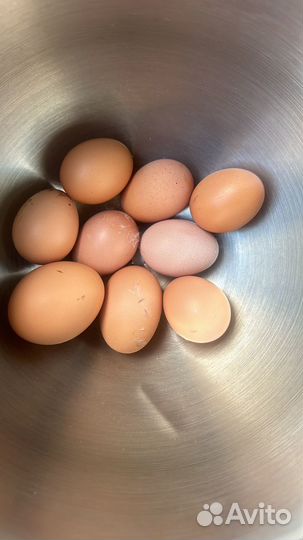 Домашние куриные яйца