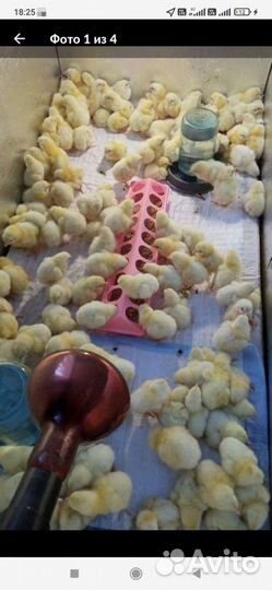 Продам цыплята бролеры кобб 500 (Чехия)