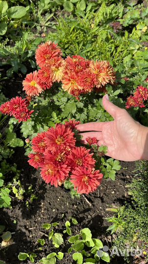 Хризантема корейская зимующая