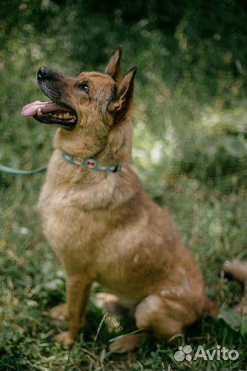 Рыжий пëс по кличке Блейз мечтает о любящей семье