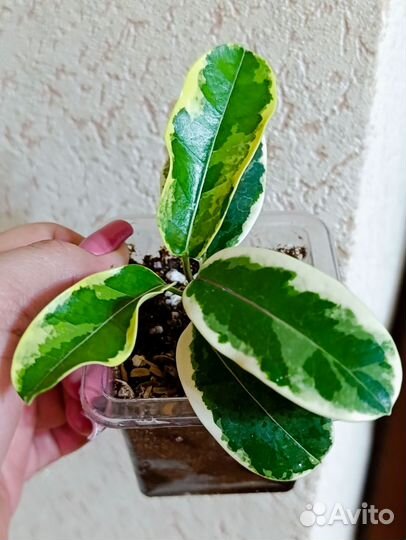 Сингониум Серый призрак и др