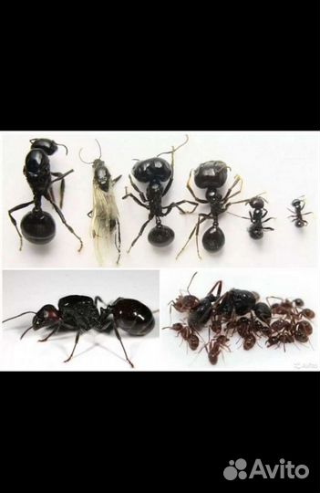 Муравьи Жнецы