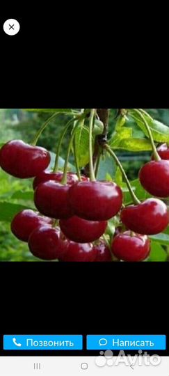 Саженцы вишни,малины,клубники,крыжовника