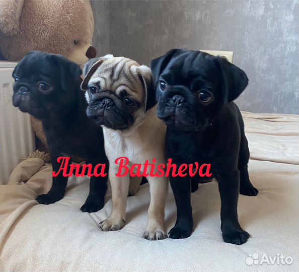 Щенки мопса черные