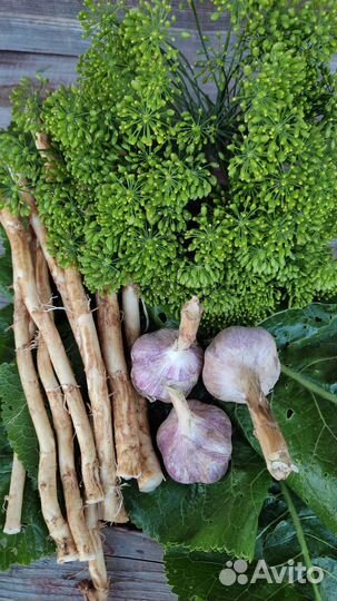 Картофель, чеснок, морковь, хрен