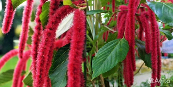 Аккалифа(лисий хвост)