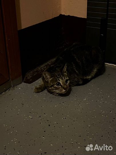 Котенок в добрые руки - девочка