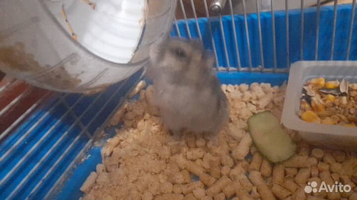 Джунгарский хомяк с клеткой