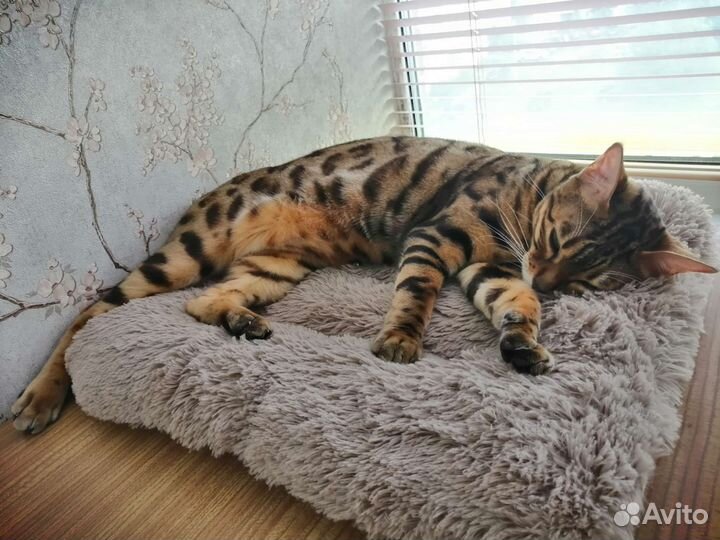 Бенгальская кошка