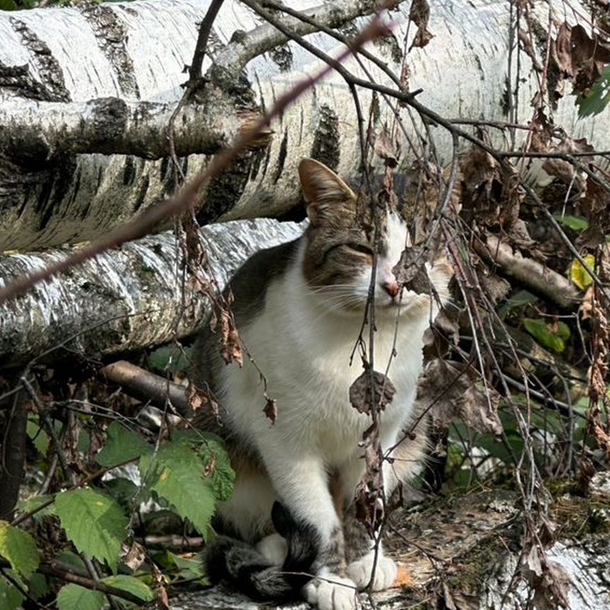 Кота выбросили в лес