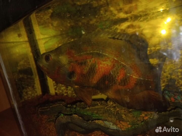 Астронотус