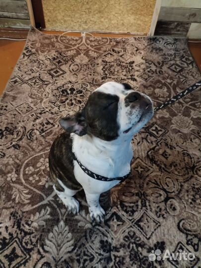 Французский бульдог щенки