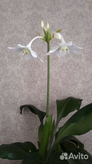 Эухарис амазонский