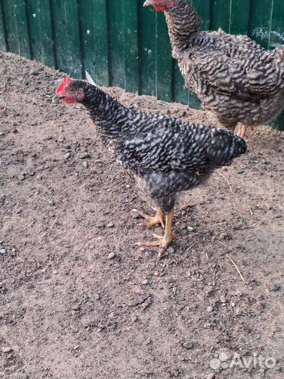 Домашние животные