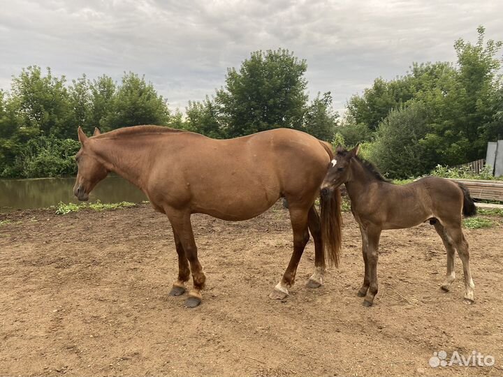 Кобыла с жеребёнком