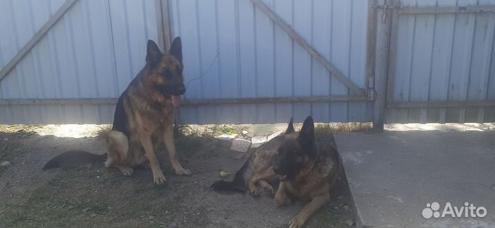 Щенки немецкой овчарки