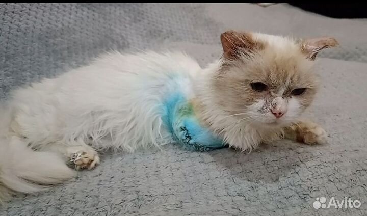 Трехлапый красавчик