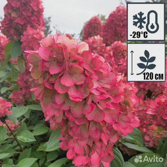 Гортензия Метельчатая - Бонфайер - 2023