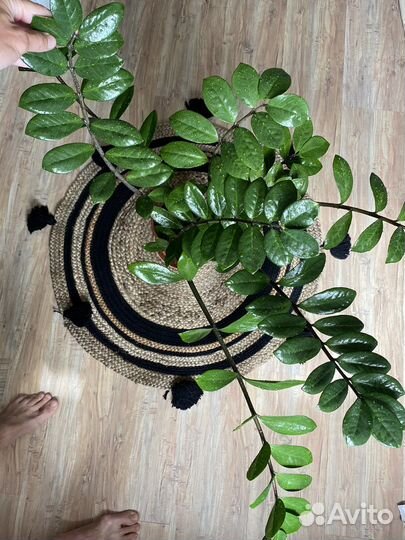 Замиокулькас