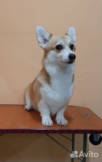 Стрижка собак и кошек Груминг