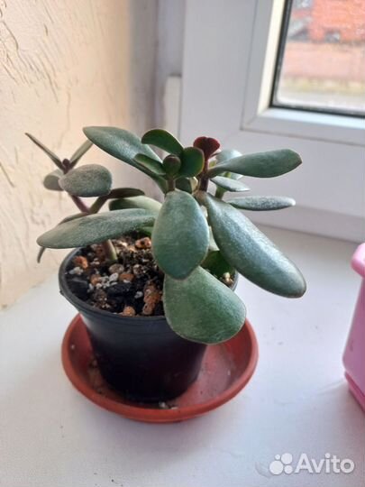 Комнатные цветы аспарагус перистый